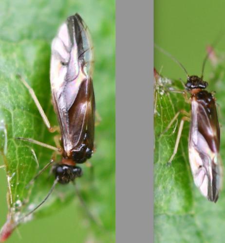 Caecilius fuscopterus